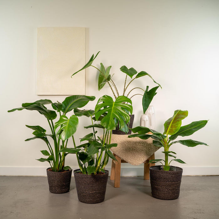 Box Monstera Deliciosa, Alocasia Zebrina, Strelitzia Nicolai, Banana Musa - Set Med 4 Växter