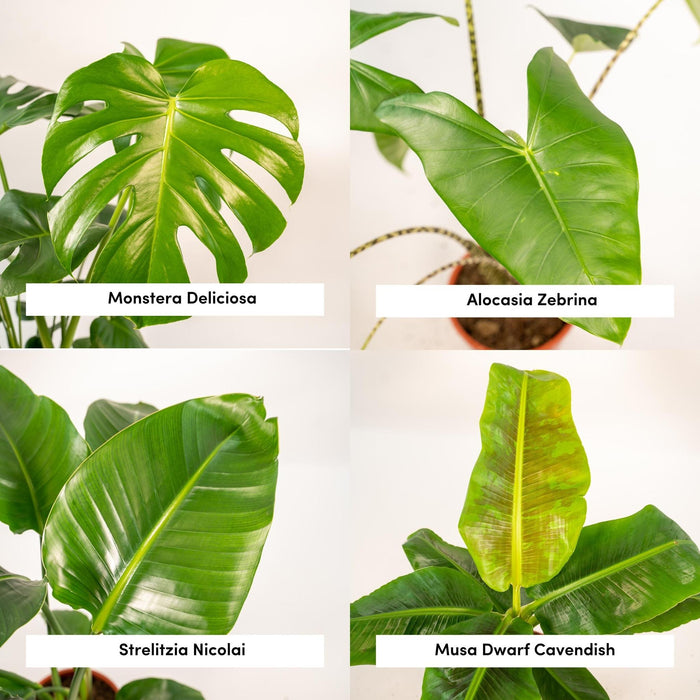 Box Monstera Deliciosa, Alocasia Zebrina, Strelitzia Nicolai, Banana Musa - Set Med 4 Växter