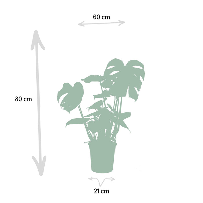 Box Monstera Deliciosa, Alocasia Zebrina, Strelitzia Nicolai, Banana Musa - Set Med 4 Växter