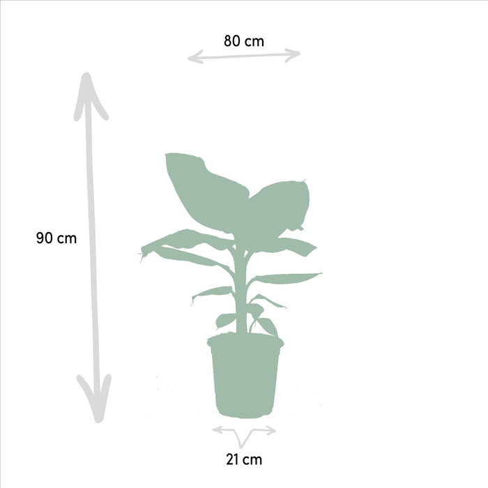 Box Monstera Deliciosa, Alocasia Zebrina, Strelitzia Nicolai, Banana Musa - Set Med 4 Växter