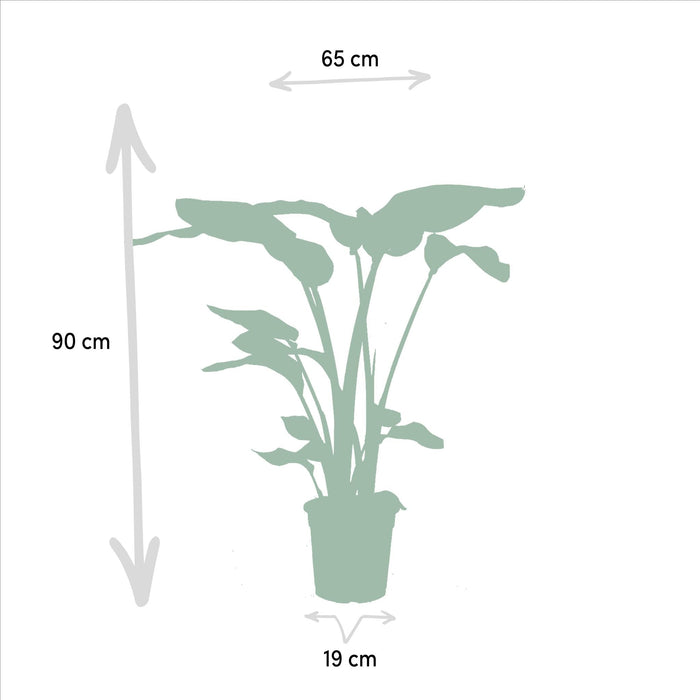 Box Monstera Deliciosa, Alocasia Zebrina, Strelitzia Nicolai, Banana Musa - Set Med 4 Växter