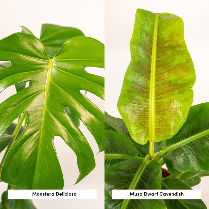 Monstera Deliciosa Box, Musa Banana Tree - Set Med 2 Växter