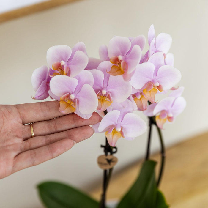 Medelhavet Orchid Box Solnedgång Phalaenopsis Andorra