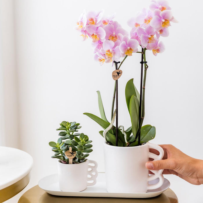 Rhipsalis Box Och Dess Pulverrosa Keramiska Växtkrukor - Set Med 3 Växter, Ø9Cm