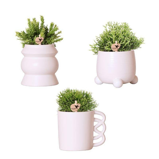 Rhipsalis Box Och Dess Pulverrosa Keramiska Växtkrukor - Set Med 3 Växter, Ø9Cm