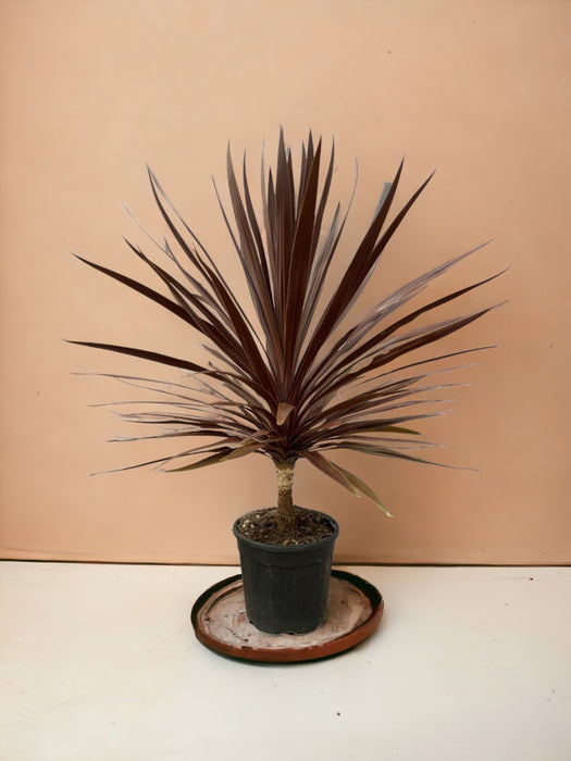 Cordyline Röd Stjärna