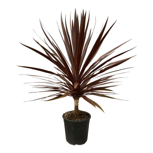 Cordyline Röd Stjärna