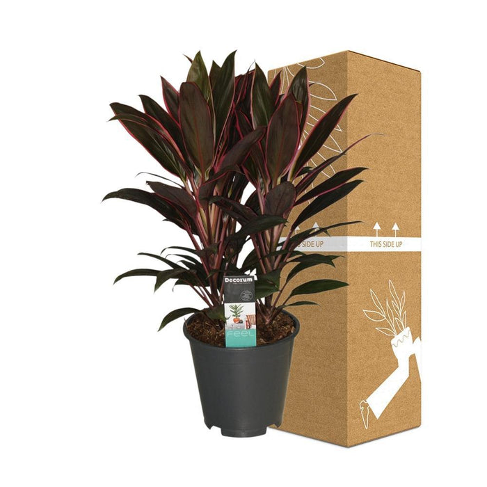 Cordyline 'Rumba'