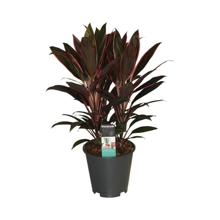 Cordyline 'Rumba'