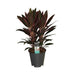 Cordyline 'Rumba'