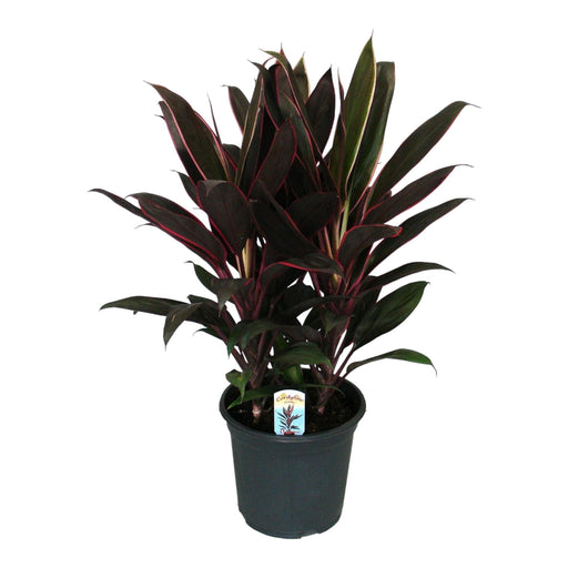 Cordyline 'Rumba'