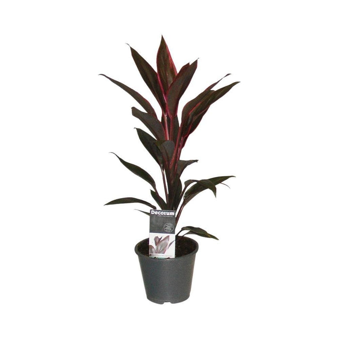 Cordyline 'Tango'