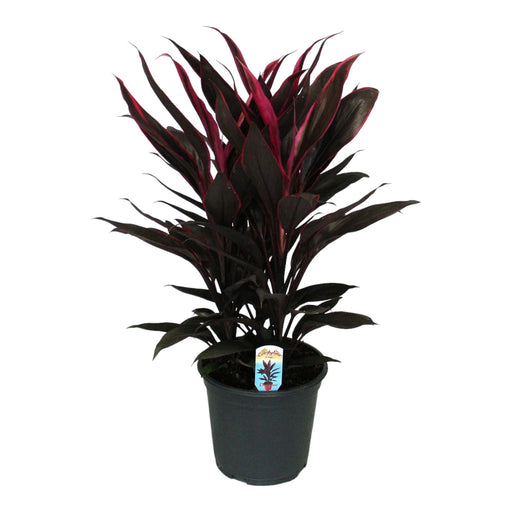 Cordyline 'Tango'