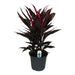 Cordyline 'Tango'