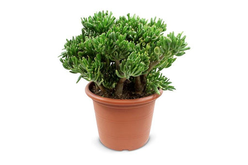 Crassula Hobbit - Suckulentväxt Inomhus