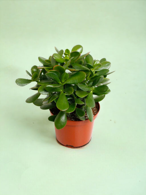 Crassula - Silvret