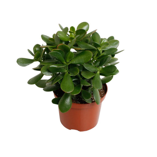 Crassula - Silvret