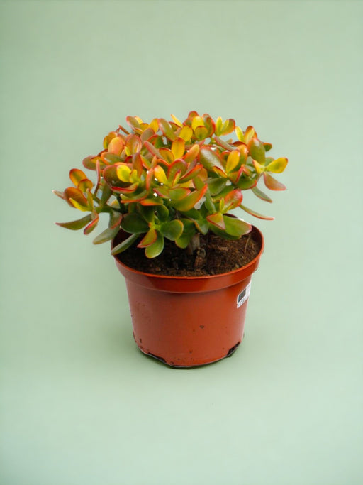 Crassula - The Sunny