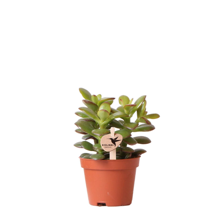 Crassula Minor H11Cm - Suckulent