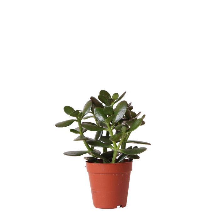 Crassula Ovata H20Cm - Suckulentväxt Inomhus