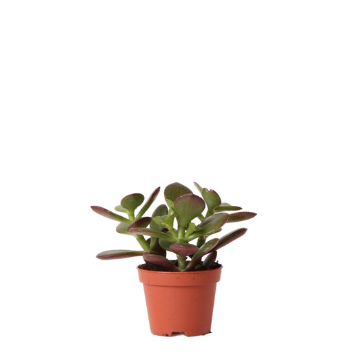 Crassula Ovata H8Cm - Mini Inomhussuckulentväxt