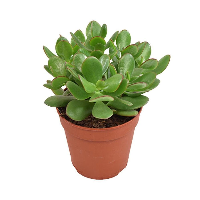 Crassula Ovata Minor H23Cm - Suckulent