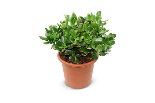 Crassula Ovata Solnedgång