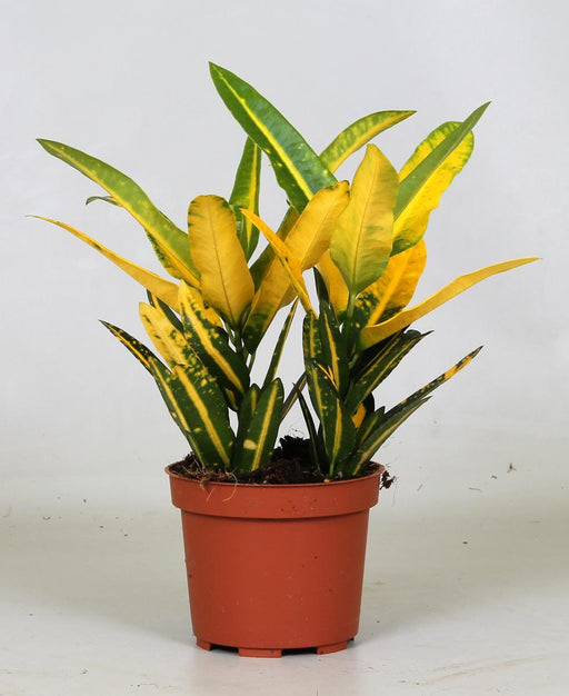 Croton 'Sunny Star'