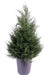 Konstgjord Cypress 65Cm För Inomhusterrass