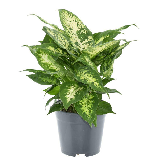 Dieffenbachia Compacta