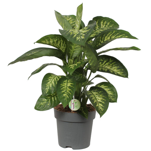 Dieffenbachia 'Reeva'