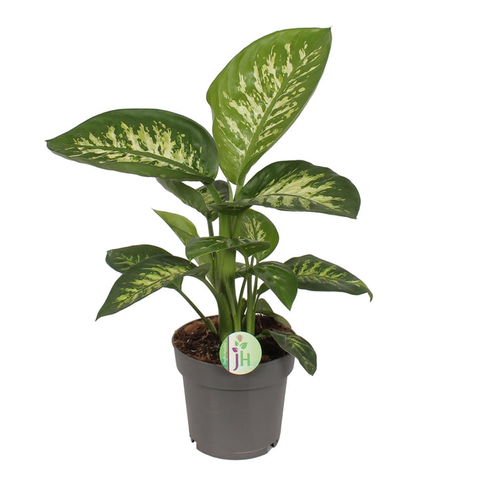 Dieffenbachia 'Reeva'