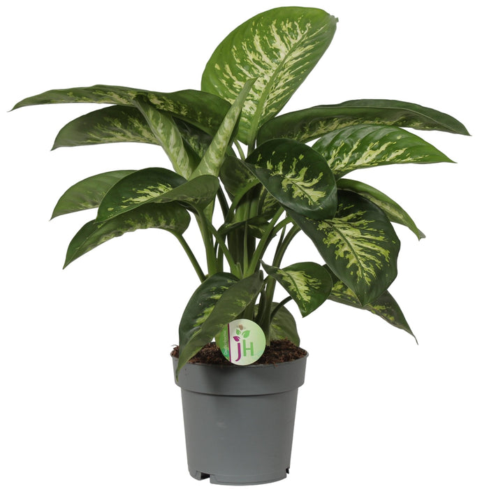 Dieffenbachia 'Reeva'