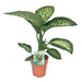 Dieffenbachia 'Tropic Snow'