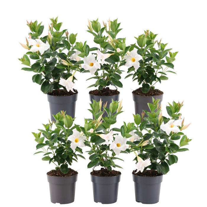 Dipladenia White X 6