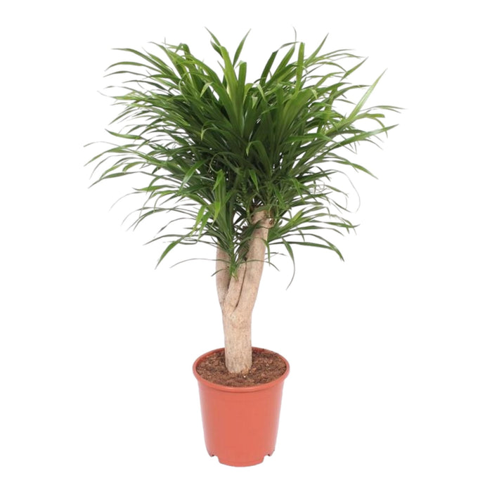 Dracaena Anita