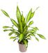 Dracaena 'Charley'