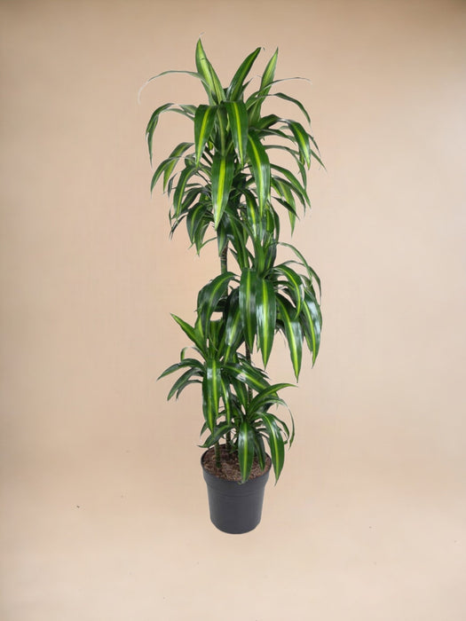 Dracaena Cintho - 150 Cm - Ø27