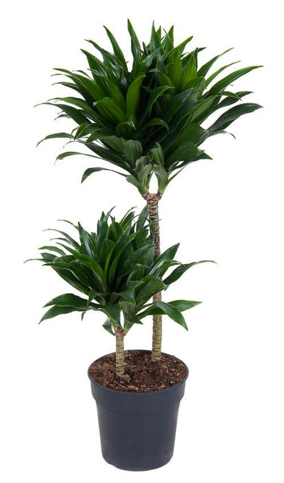 Dracaena Compacta