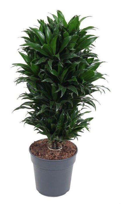 Dracaena Compacta