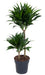 Dracaena Compacta