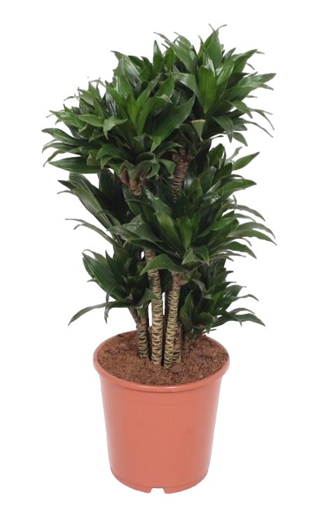 Dracaena Compacta