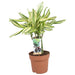 Dracaena 'Diamonddream Carrousel'