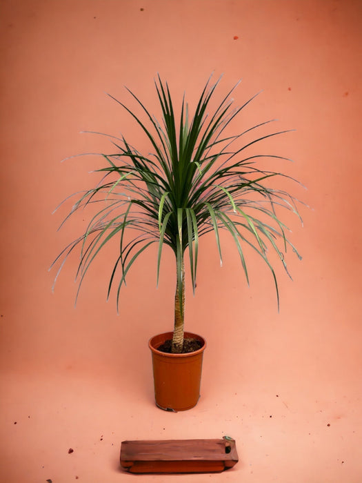 Dracaena Draco - 120Cm - Ø30