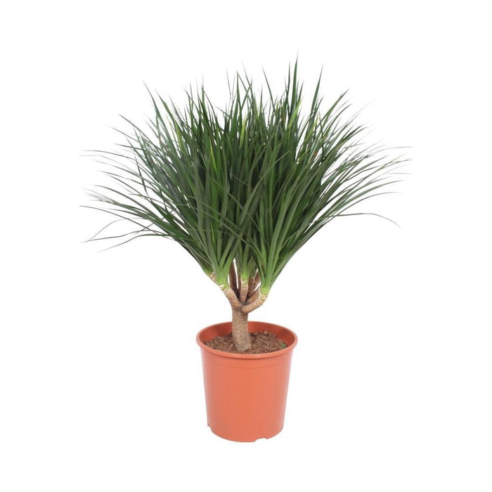 Dracaena 'Draco'