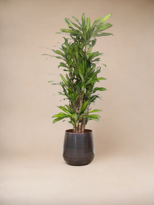 Dracaena Eva