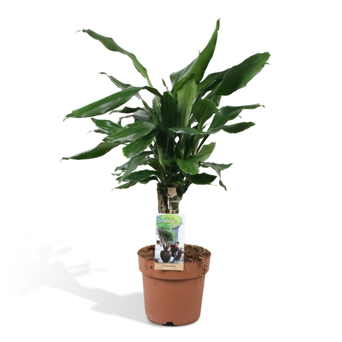 Dracaena 'Fagrans Steudneri Green'