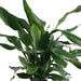 Dracaena 'Fagrans Steudneri Green'