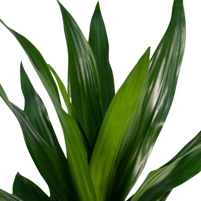 Dracaena 'Fragrans Groen'