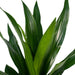 Dracaena 'Fragrans Groen'